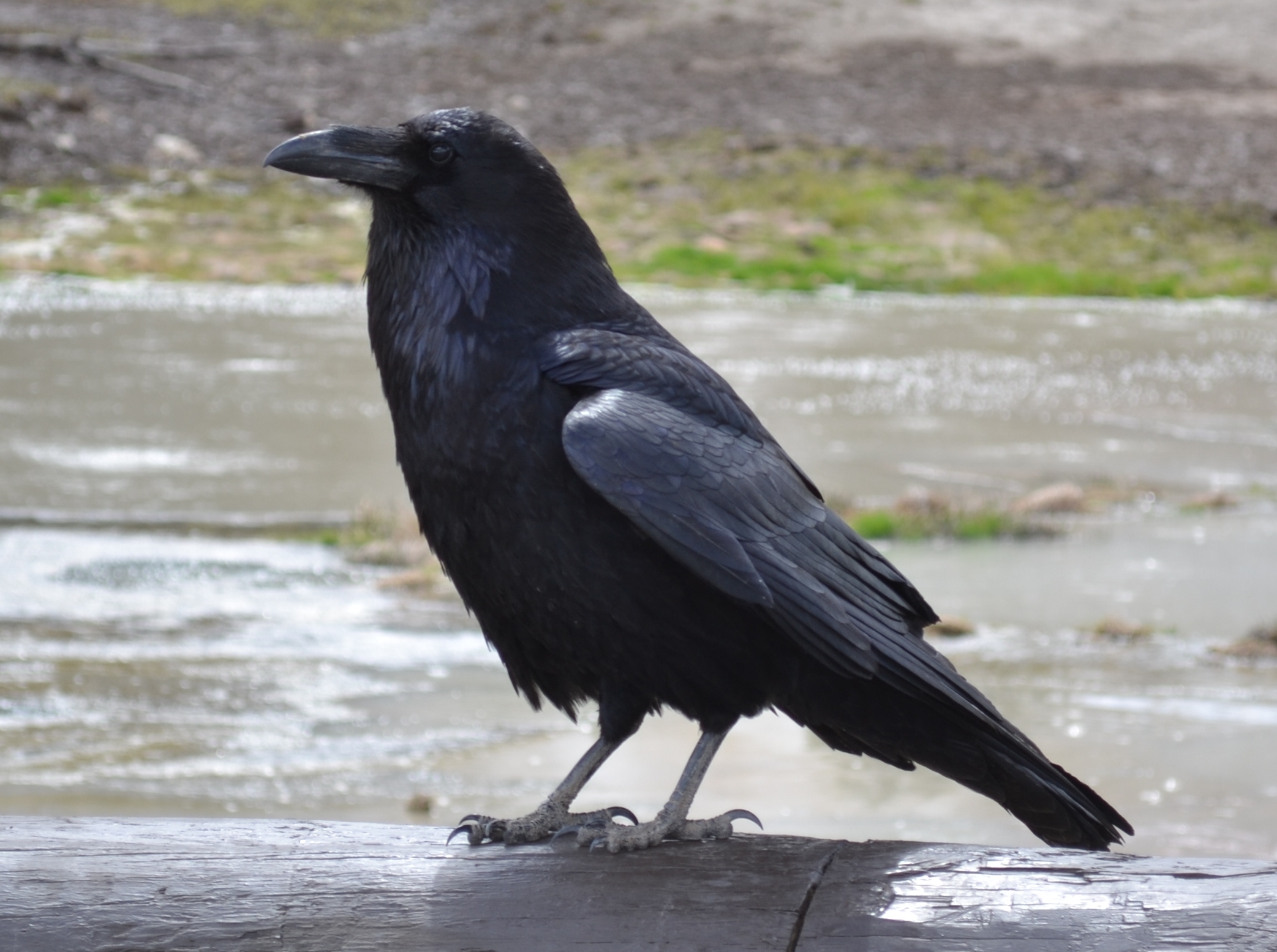 Black-Raven